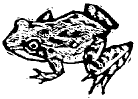frog